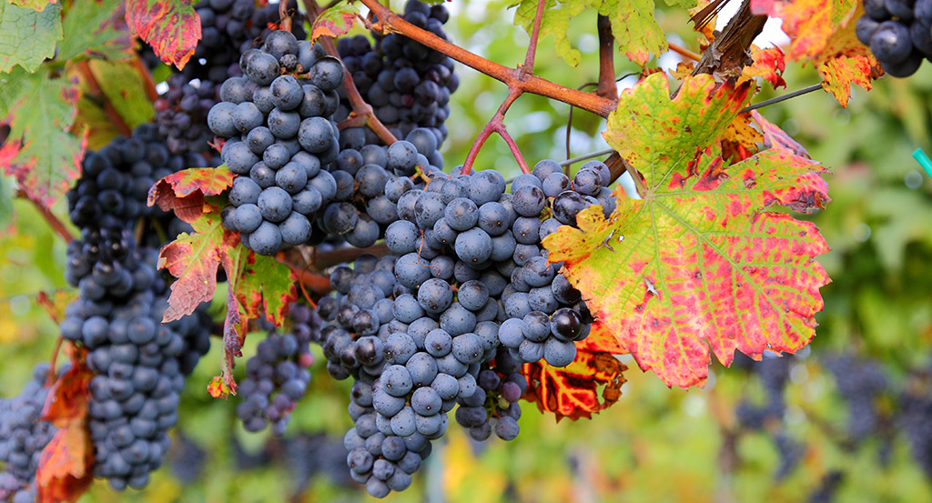 Barbera d'Alba Rotwein Weinberge