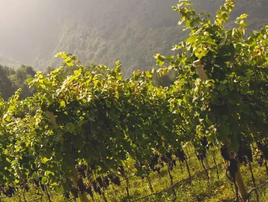 Beste-Blauburgunder-Weine-Suedtirol
