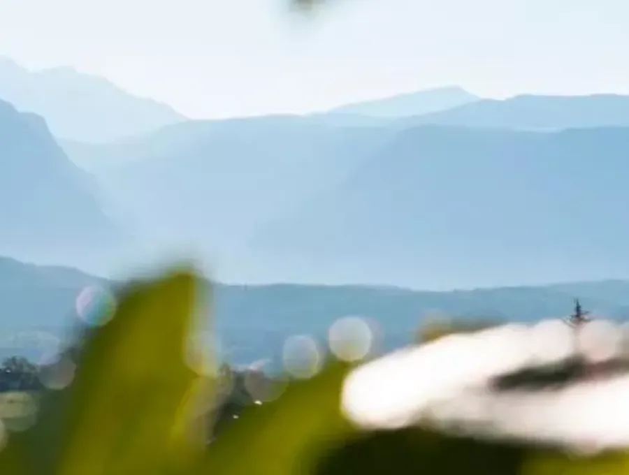 Beste-Gewuerztraminer-Weine-Suedtirol