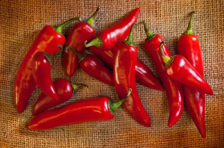 Peperoncino Titelbild