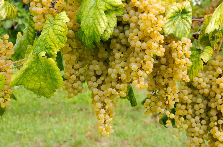 Trebbiano di Lugana Rebsorte reif