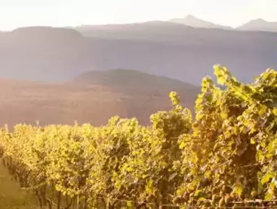 Weinbaugebiet-Suedtirol