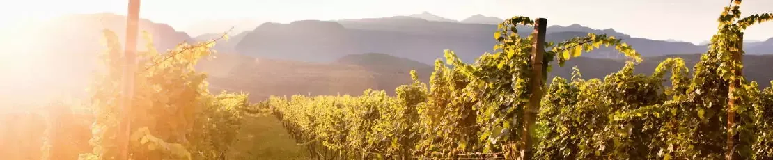 Weinbaugebiet-Suedtirol