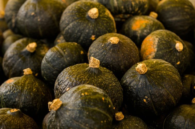 Zucca Mantovana Kürbis