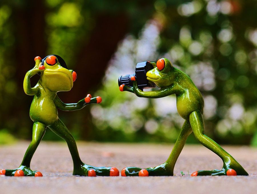 frogs-903167_1280